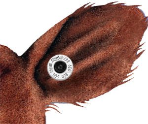 USDA 840 FDX EID Tags (Bag of 50) - Jeffers - Farm & Ranch Supplies > Identification & Ear Tags