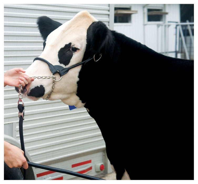 Weaver Leather Classic Rounded Cattle Show Halter with Lead, Large - WEAK3 - Brown - Small - 3