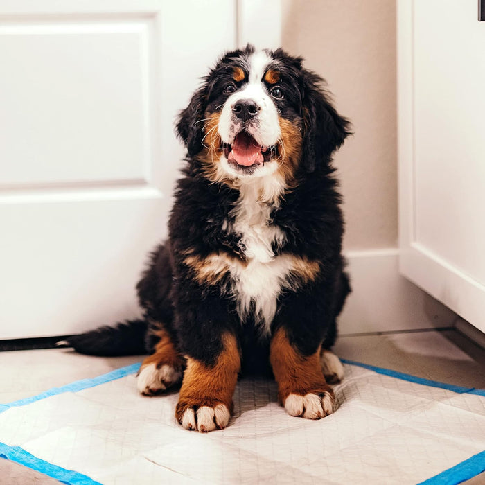 Wee Wee Dog Pee Pads - 39DK - 50 ct - Reg Pads (22" x 23") - 10